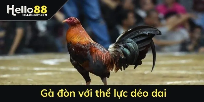 Gà đòn với thể lực dẻo dai